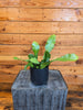 Epiphyllum Anguliger Beavertail Orchid Cactus, 4 Plant