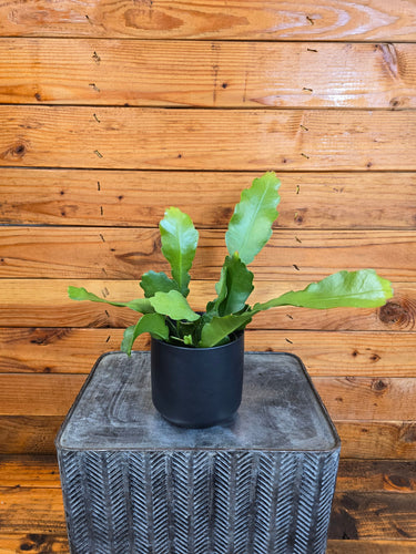 Epiphyllum Anguliger Beavertail Orchid Cactus, 4 Plant