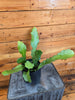 Epiphyllum Anguliger Beavertail Orchid Cactus, 4 Plant