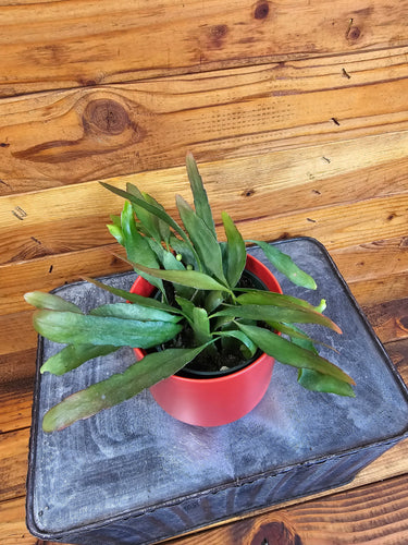 Pseudoripsalis Red Oval Orchid Cactus, 4 Plant