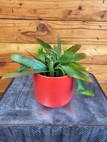 Pseudoripsalis Red Oval Orchid Cactus, 4 Plant