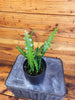 Epiphyllum Anguliger Ric Rac Cactus, 4 Plant