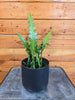 Epiphyllum Anguliger Ric Rac Cactus, 4 Plant