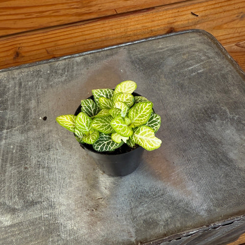 Fittonia Joly Lemon, 2 Plant