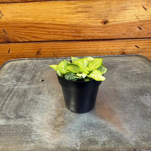 Fittonia Joly Lemon, 2 Plant