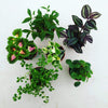 Foliage Gift Box, 6 Pack
