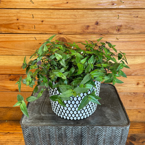 Gibasis Tahitian Bridal Veil, 6 Plant