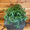 Gibasis Tahitian Bridal Veil, 6 Plant