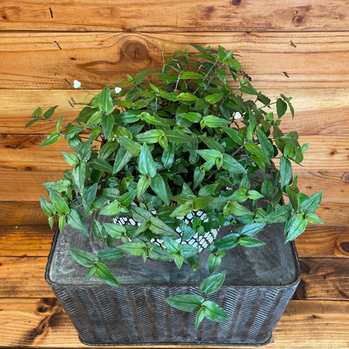Gibasis Tahitian Bridal Veil, 6 Plant