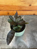 Hemigraphis alternata Purple Waffle, 2 Plant