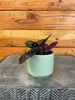 Hemigraphis alternata Purple Waffle, 2 Plant