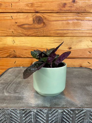 Hemigraphis alternata Purple Waffle, 2 Plant