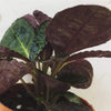 Hemigraphis alternata Purple Waffle, 2 Plant