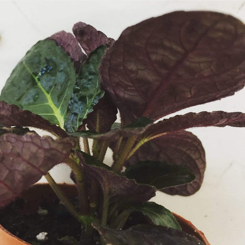 Hemigraphis alternata Purple Waffle, 2 Plant