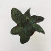 Hemigraphis alternata Purple Waffle, 2 Plant