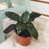 Hemigraphis alternata Purple Waffle, 2 Plant