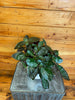 Hemigraphis alternata Purple Waffle, 6 Plant