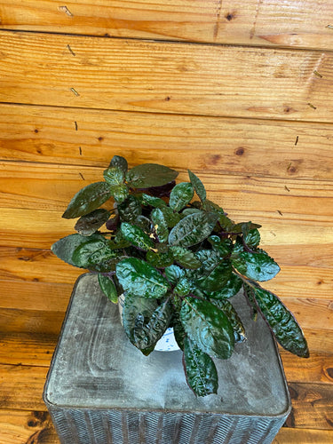 Hemigraphis alternata Purple Waffle, 6 Plant