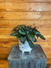 Hemigraphis alternata Purple Waffle, 6 Plant
