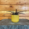 Hemigraphis Dragon's Tongue, 2 Plant