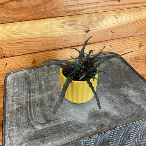 Hemigraphis Dragon's Tongue, 2 Plant