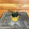 Hemigraphis Dragon's Tongue, 2 Plant
