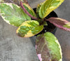 Hemigraphis Variegated Waffle, 2 Plant