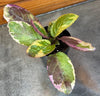 Hemigraphis Variegated Waffle, 2 Plant