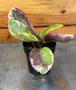 Hemigraphis Variegated Waffle, 2 Plant