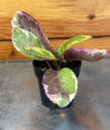 Hemigraphis Variegated Waffle, 2 Plant