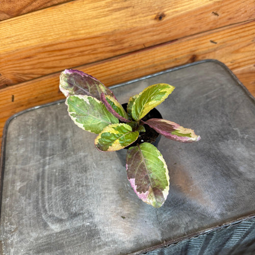 Hemigraphis Variegated Waffle, 2 Plant