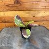 Hemigraphis Variegated Waffle, 2 Plant