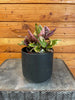 Hemigraphis Variegated Waffle, 4 Plant