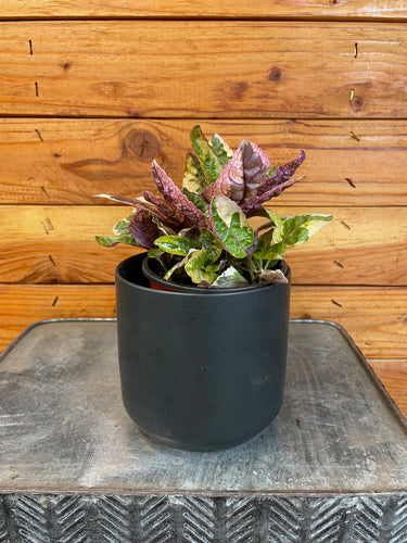 Hemigraphis Variegated Waffle, 4 Plant