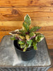 Hemigraphis Variegated Waffle, 4 Plant