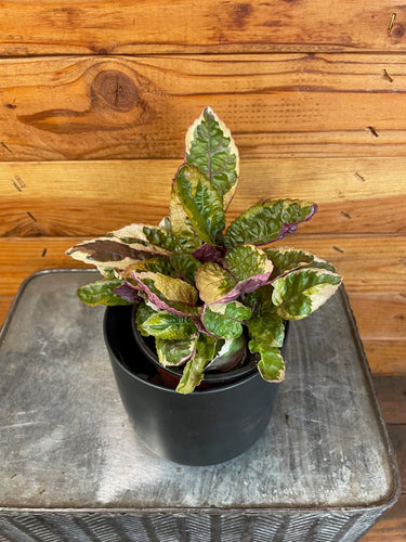 Hemigraphis Variegated Waffle, 4 Plant