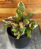 Hemigraphis Variegated Waffle, 4 Plant