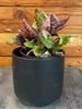 Hemigraphis Variegated Waffle, 4 Plant