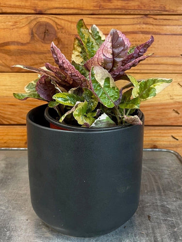 Hemigraphis Variegated Waffle, 4 Plant