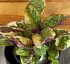 Hemigraphis Variegated Waffle, 4 Plant