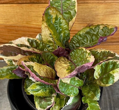 Hemigraphis Variegated Waffle, 4 Plant