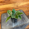 Hoya Carnosa Albomarginata, 4 Plant