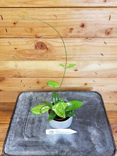 Hoya Crassipetiolata Little Splash, 2 Plant