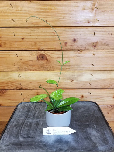 Hoya Crassipetiolata Little Splash, 2 Plant