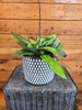 Hoya Crassipetiolata Little Splash, 6 Plant