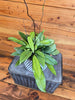 Hoya Crassipetiolata Little Splash, 6 Plant