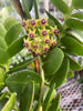 Hoya Cumingiana, 2 Plant
