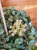 Hoya Curtisii, 2 Plant