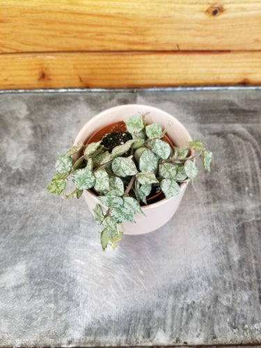 Hoya Curtisii, 2 Plant