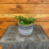Hoya CV Chouke, 4 Plant
